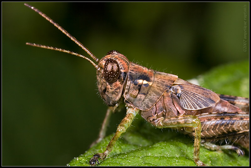 _MG_5126 hopper wf.jpg