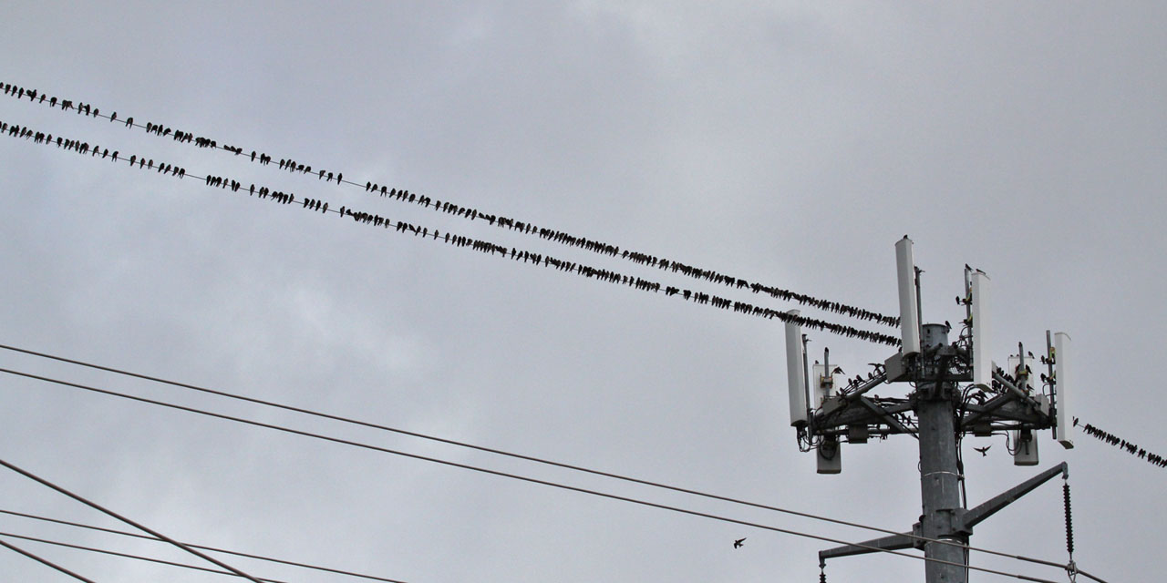 purple-martin8961a.jpg