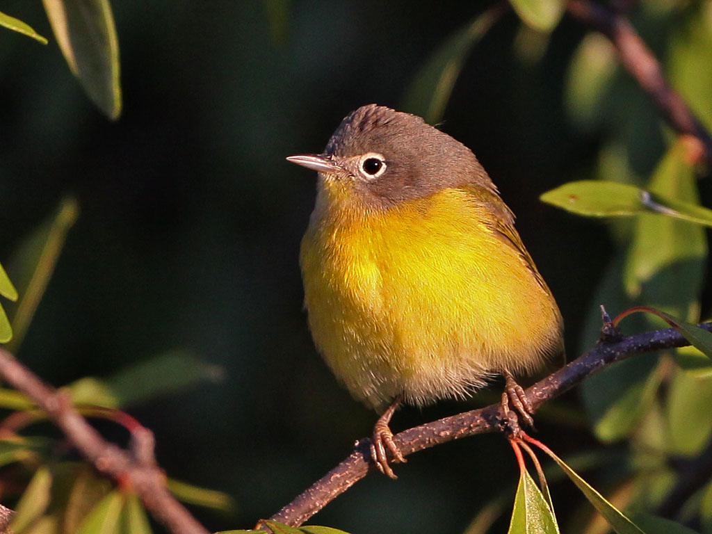 warbler-nashville9243.jpg