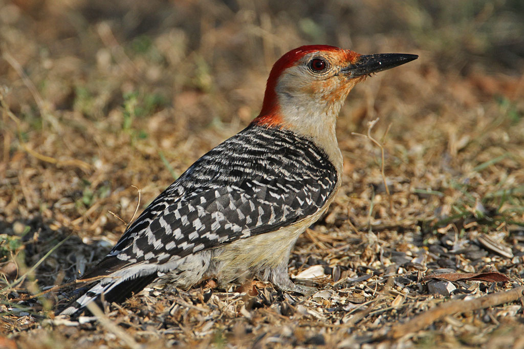 woodpecker-redbellied6322-1024.jpg