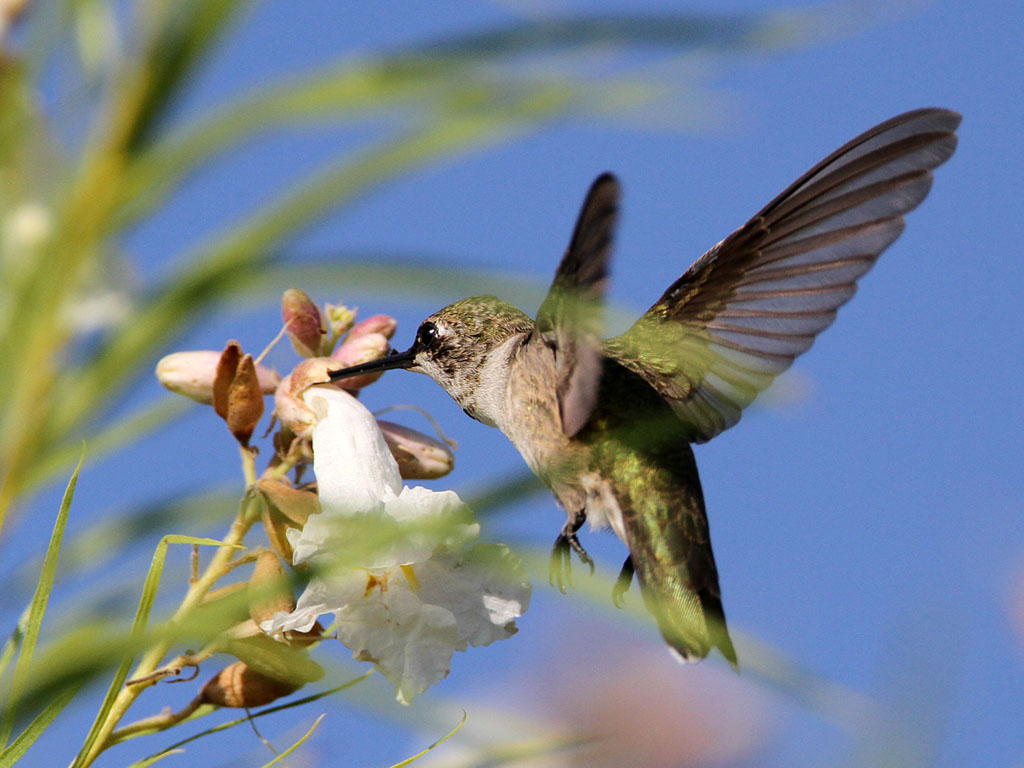 hummingbird6997-1024.jpg