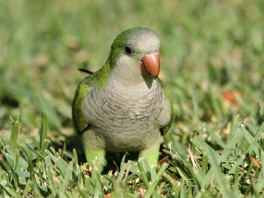 parakeet-monk8894-1024.jpg