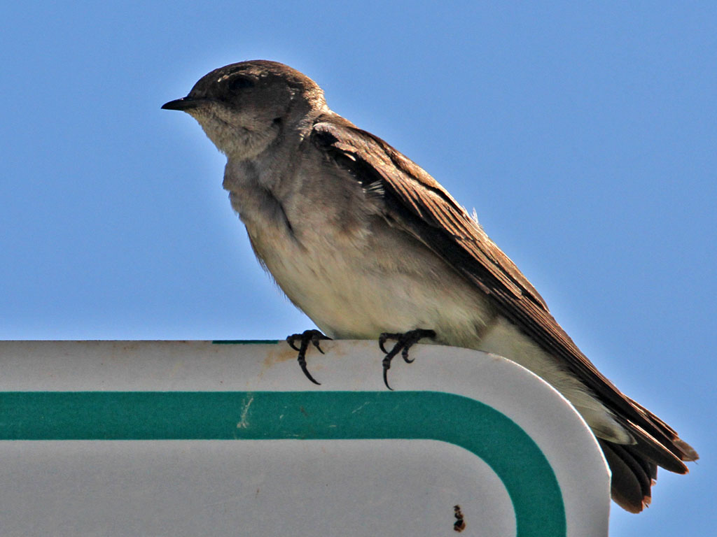 swallow-northernroughwinged1352-1024.jpg