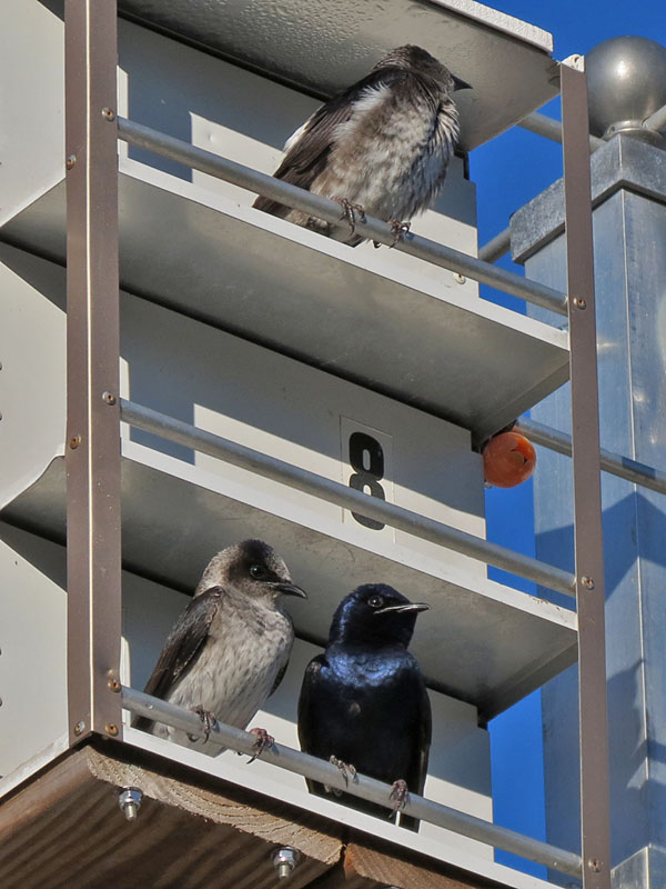 purplemartin2516-800.jpg