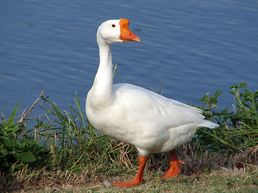 goose2092.jpg