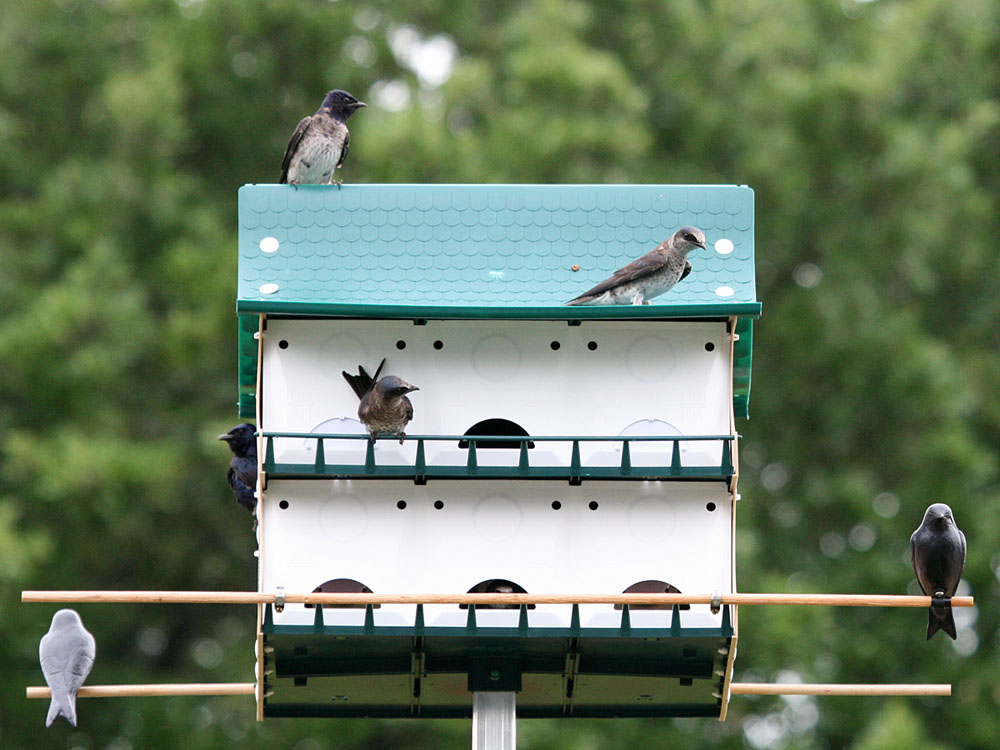 purplemartins9506a.jpg