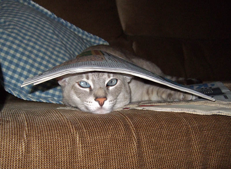 Hiding