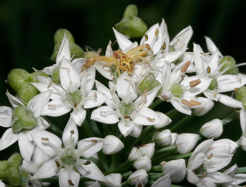 Macro