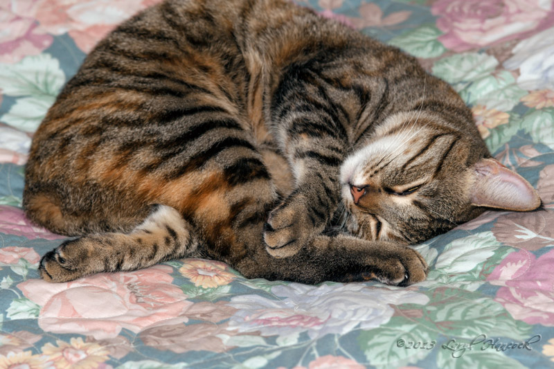 pick a paw