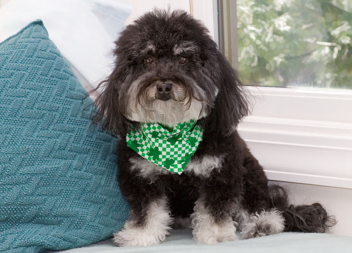 _MG_0113 My St. Pattys Pooch
