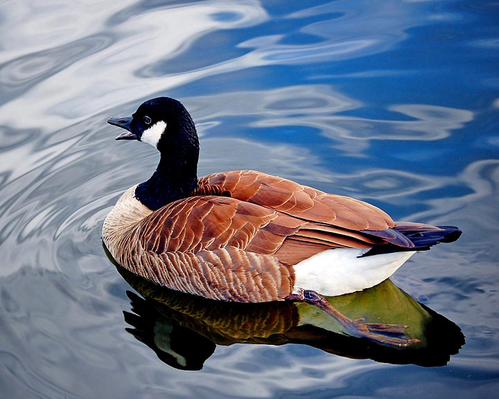 male goose