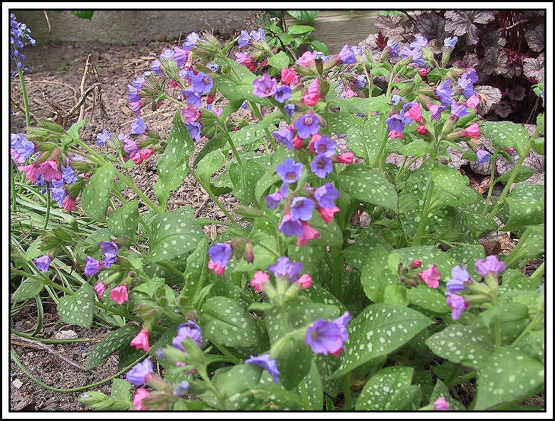 Lungwort