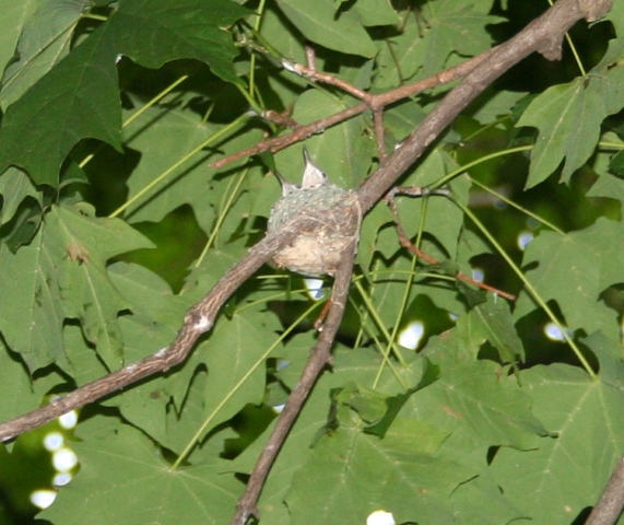 Babies in the nest.JPG