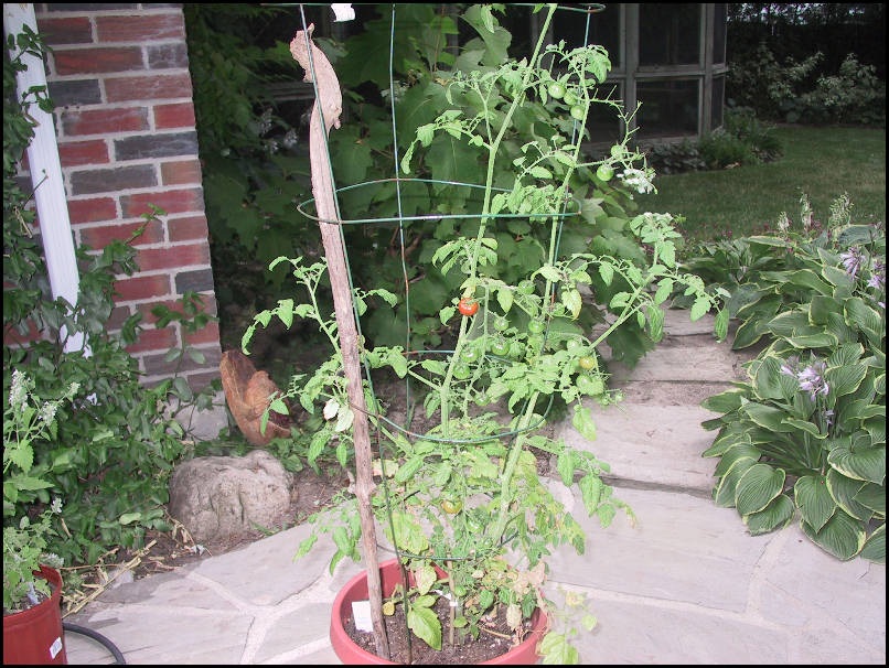 My one lonely tomato