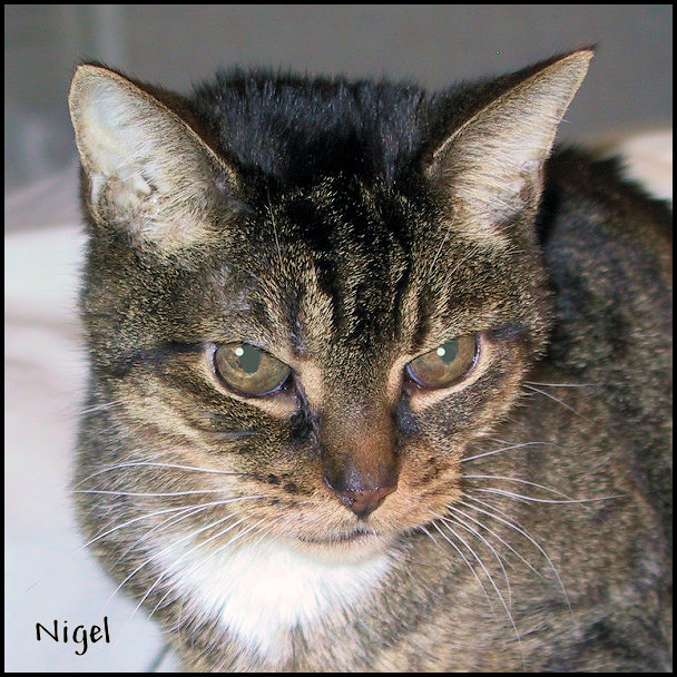 Nigel looking cranky