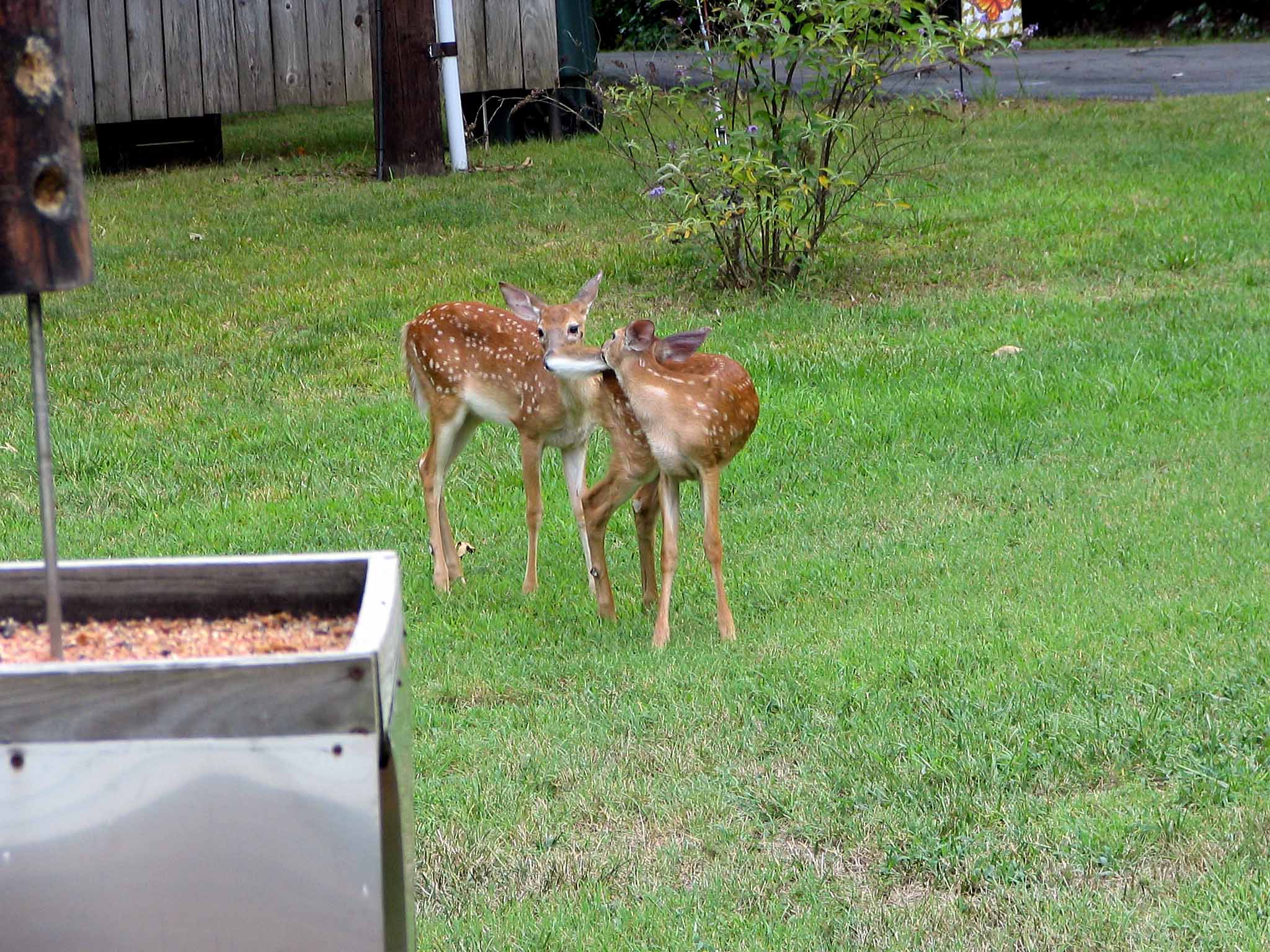 Two Fawns