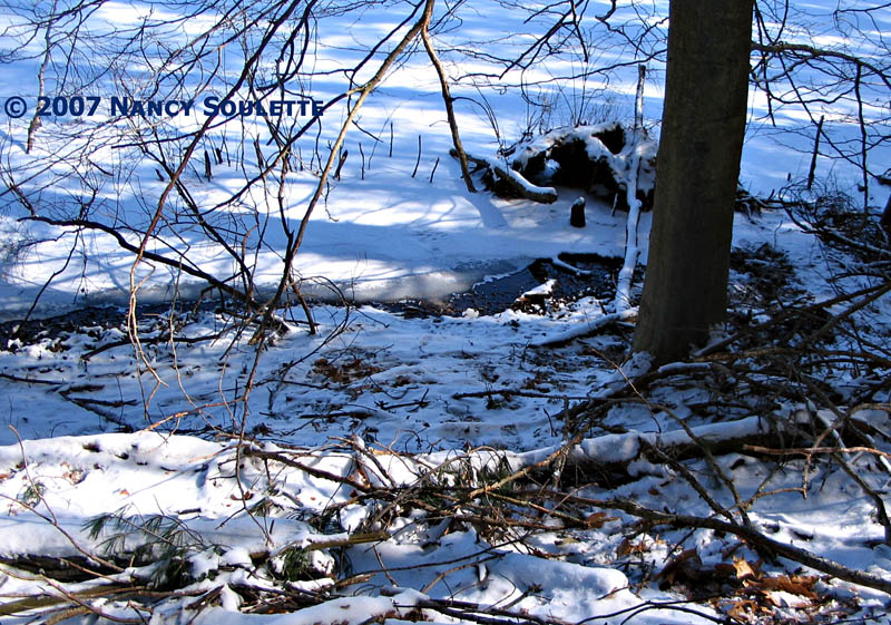 Pond Edge Mink Tracks