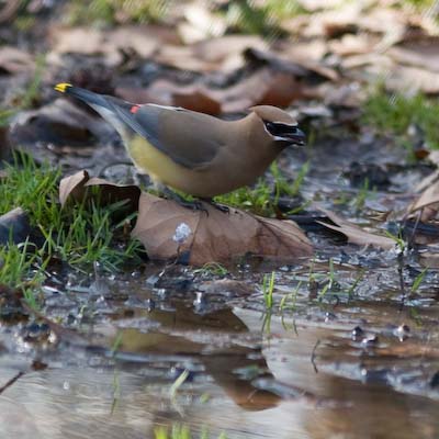cedwaxwing puddle-7182.jpg