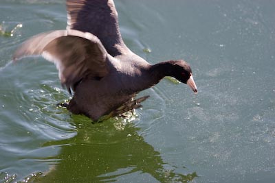 coot flapping-6512.jpg