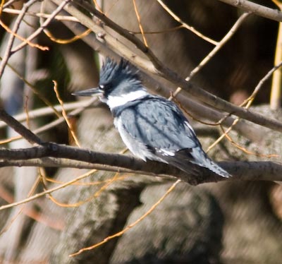 Central Park Winter Birds 2007-08