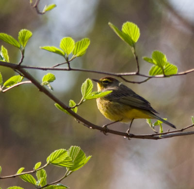 palmwarbler-8771.jpg