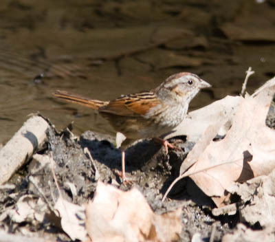 swampsparrow-8869.jpg