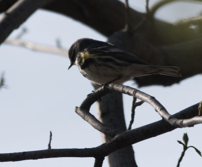 yellowrumpedwarbler-8785.jpg