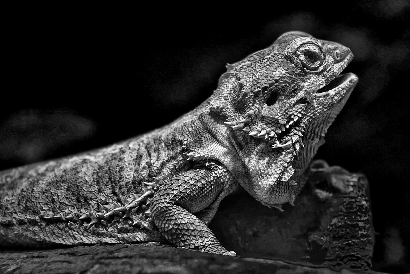 Bearded Dragon (Singapore Zoo)