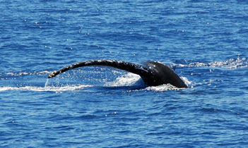 DSC_8232 copy.jpg