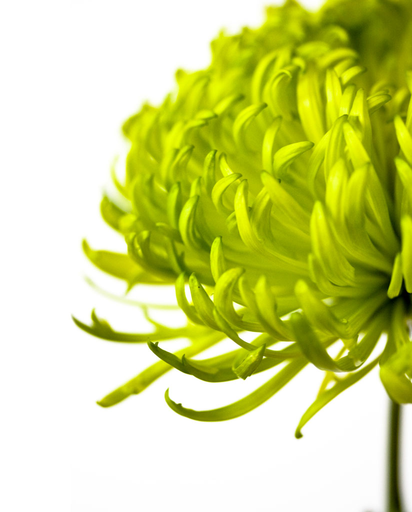 chrysanthemum