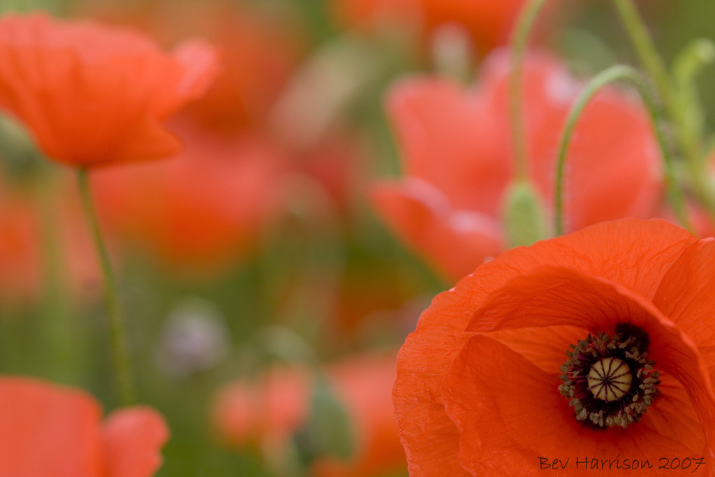 pretty poppies!!