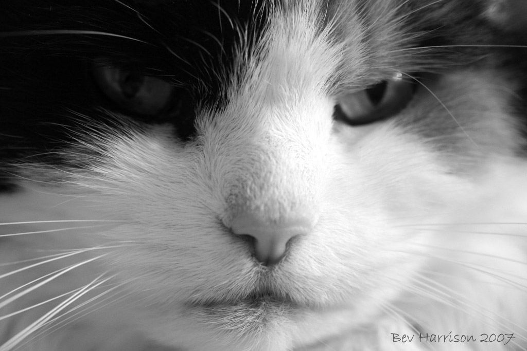grumpy pussy!!