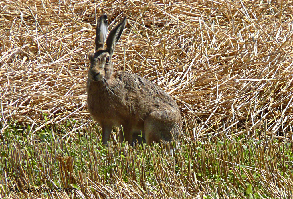 hare we go
