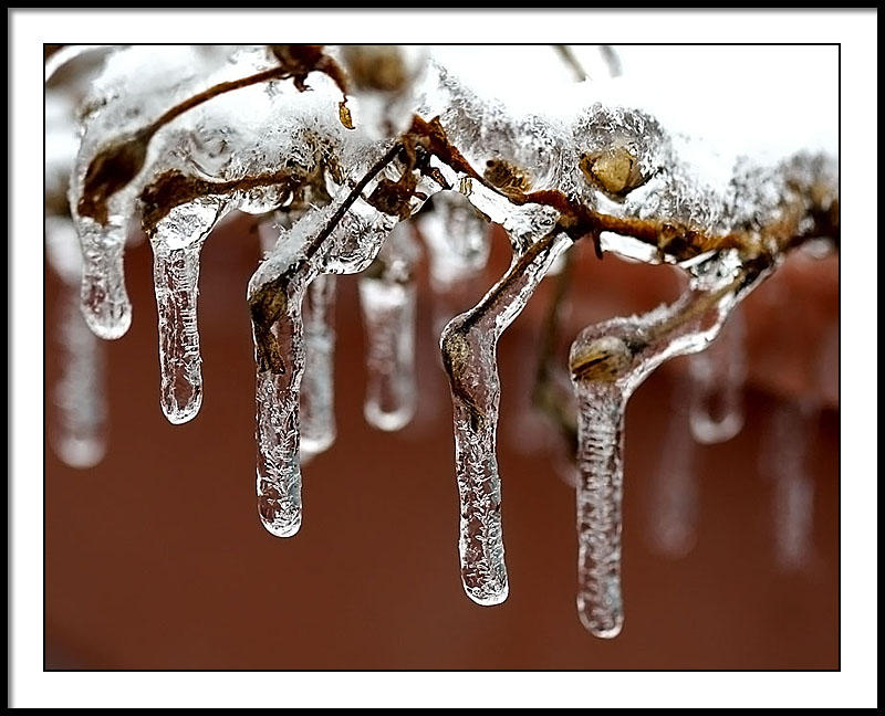 jan 15 ice buds