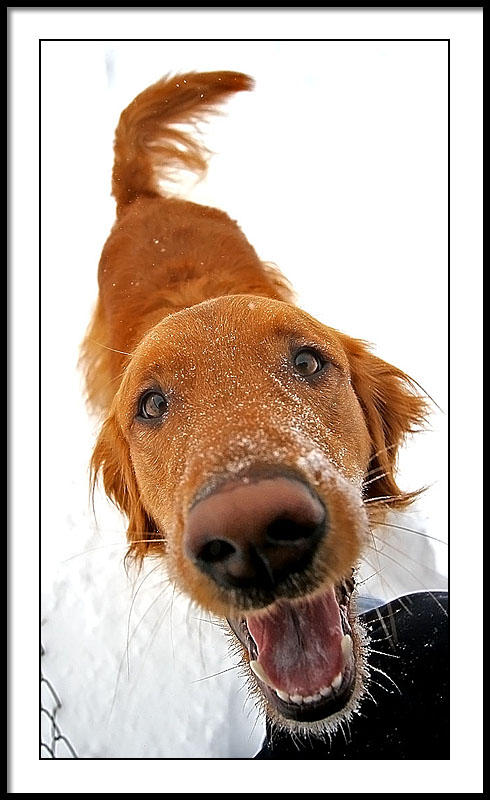 feb 4 snow dog