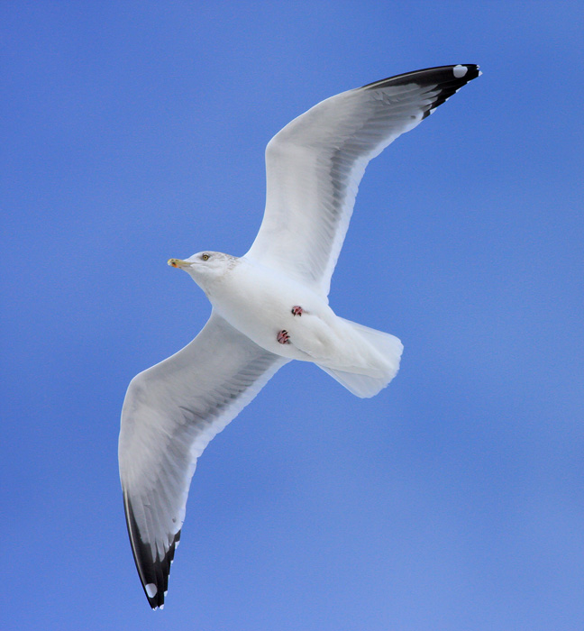 Herring Gull