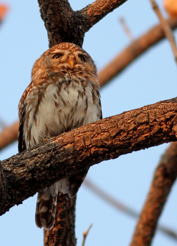 Pearl-spotted owlet