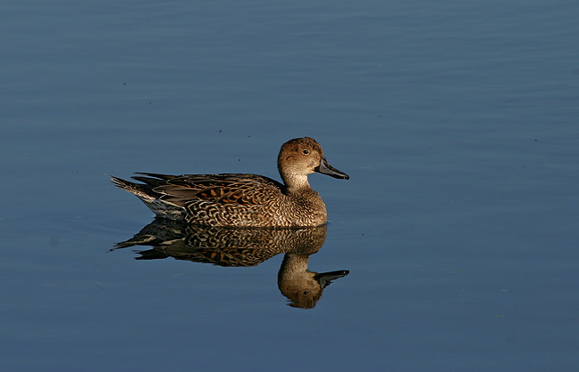 Northern Pintail female