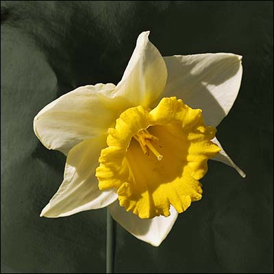 17 daffodil.jpg