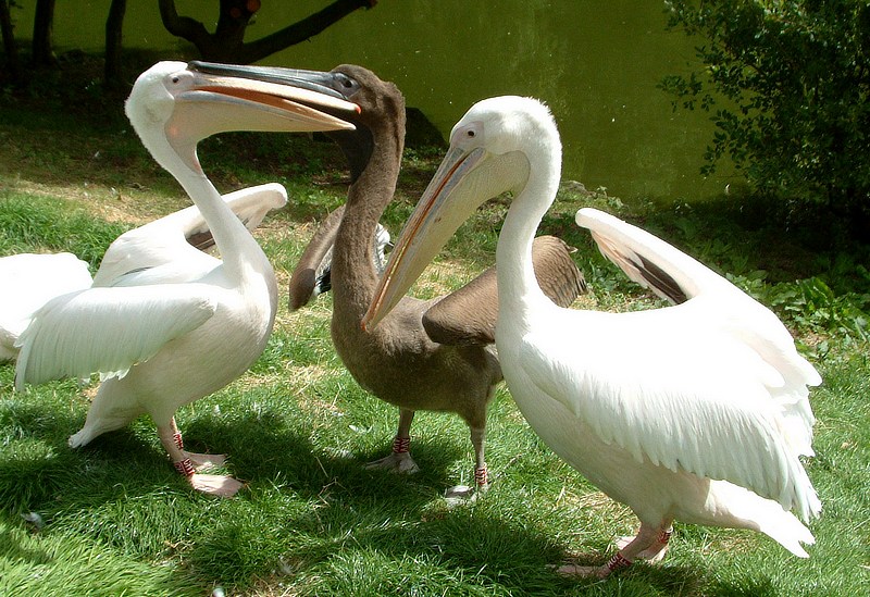 Alright lads,I want a good clean fight, no pushing or gouging.......................