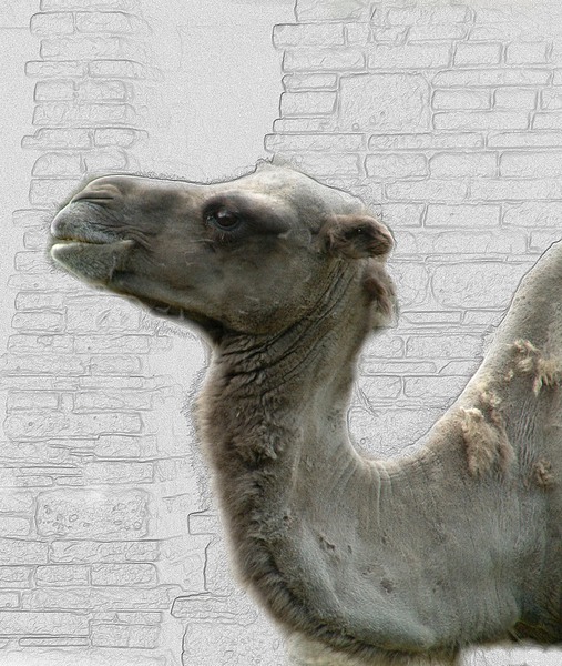Camel profile