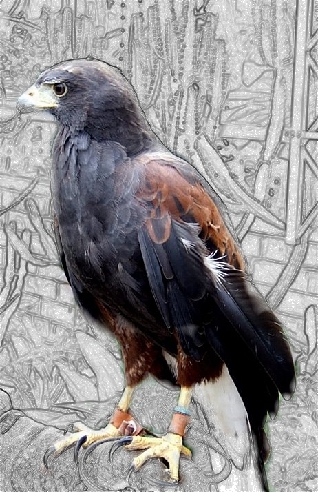 Harris Hawk