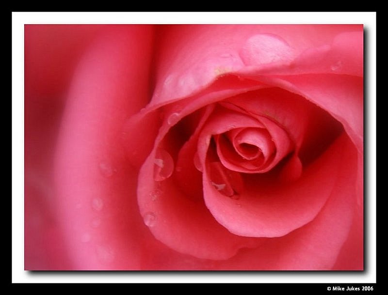 Rose details#14