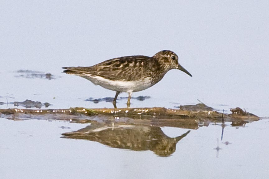 Least Sandpiper (Calidris minutilla), Parker River NWR, Newbury, MA