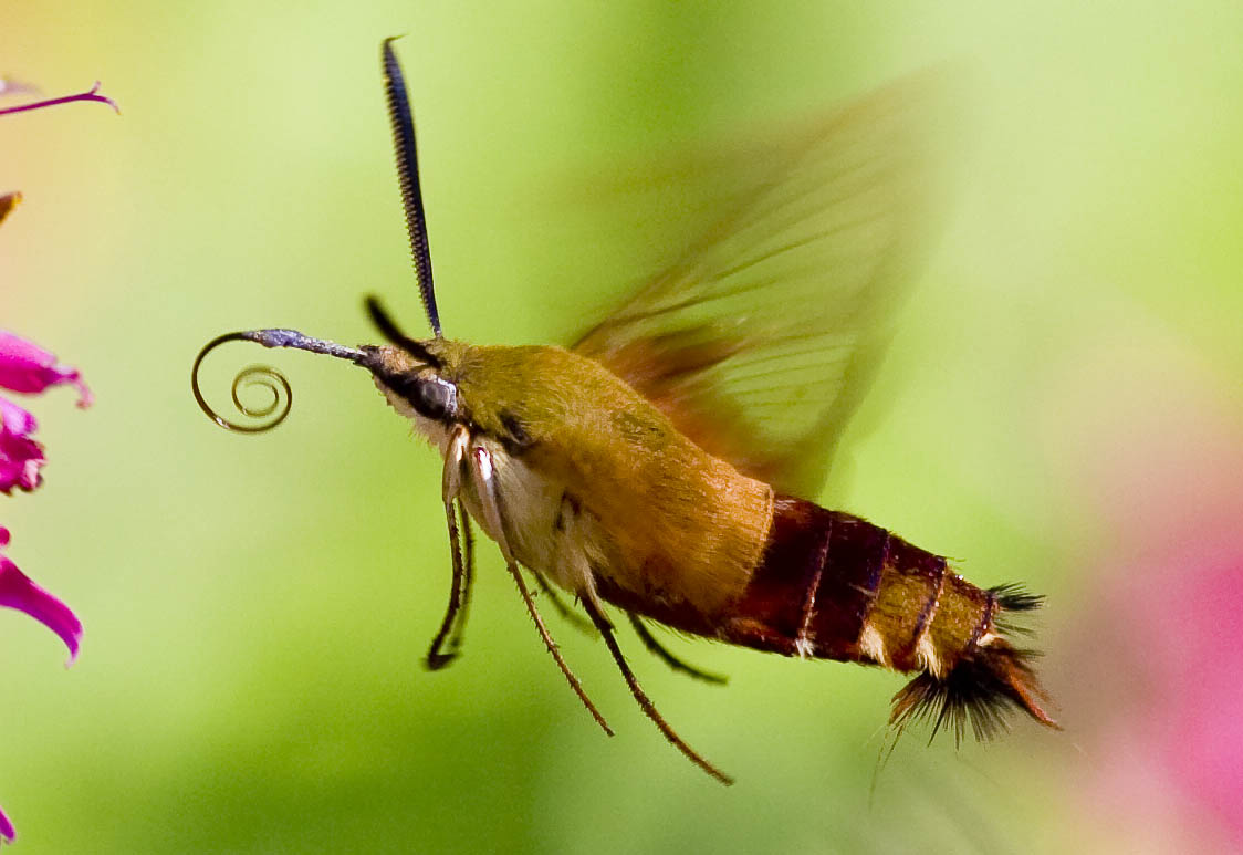 Hummingbird Clearwing (Hemaris thysbe), East Kingston, NH.