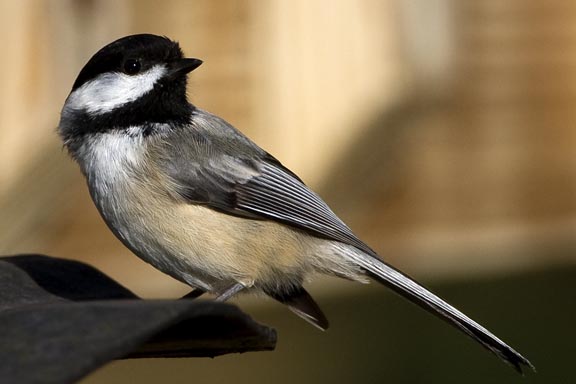 Black-capped Chickadee (Parus atricapillus), East Kingston, NH.