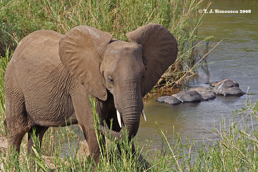 African Bush Elephant <i>(Loxodonta africana)</i>