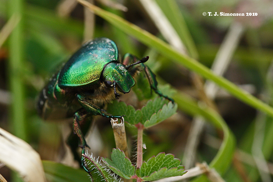 <i>Cetonia aurata</i>