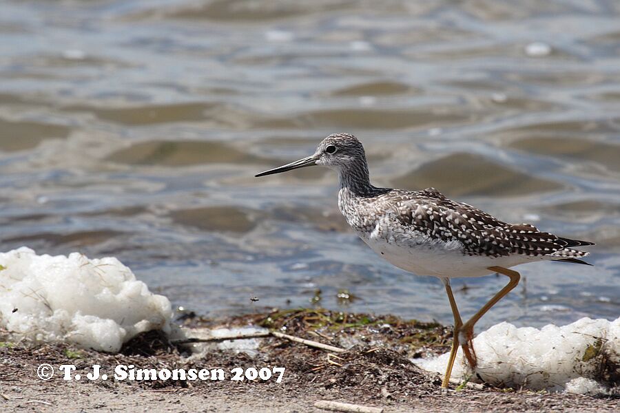 Greater Yellowleg <i>(Tringa melanoleuca)</I>