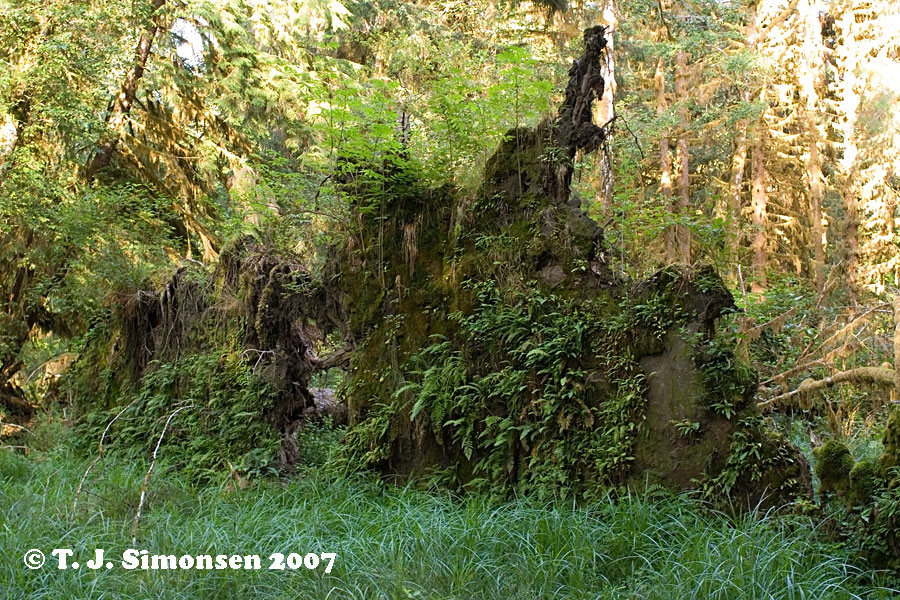 Hall of Mosses - 2